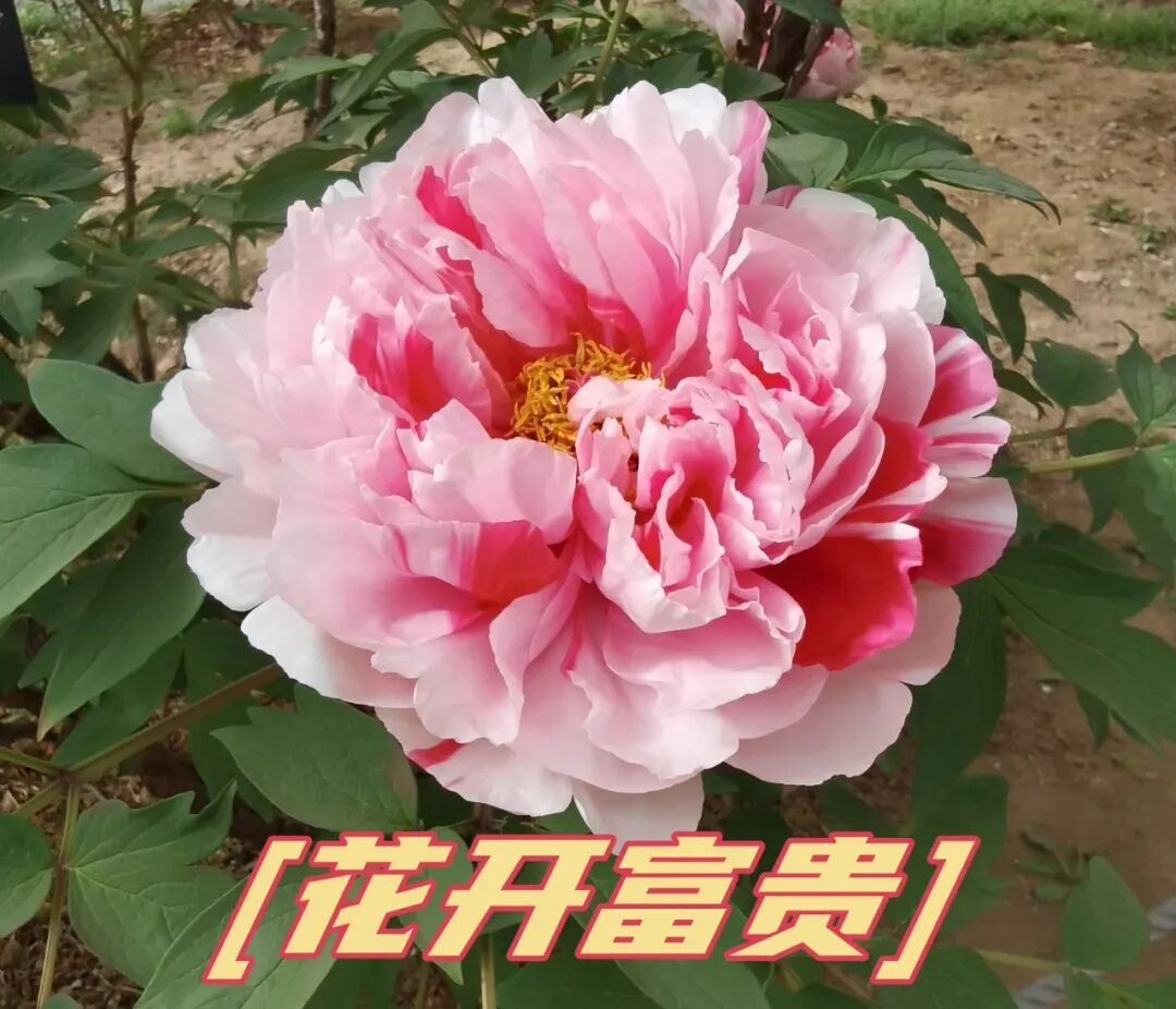 牡丹在暮春三月开花,芍药在春末夏初开花,故有"谷雨三朝看牡丹,立夏三