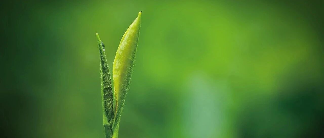 这片树叶，改变了世界!