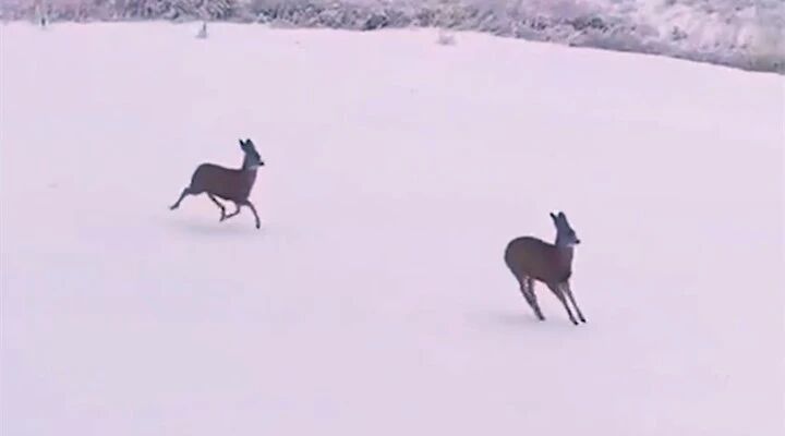 东北神兽可爱突袭！原来狍子不止会跳着走