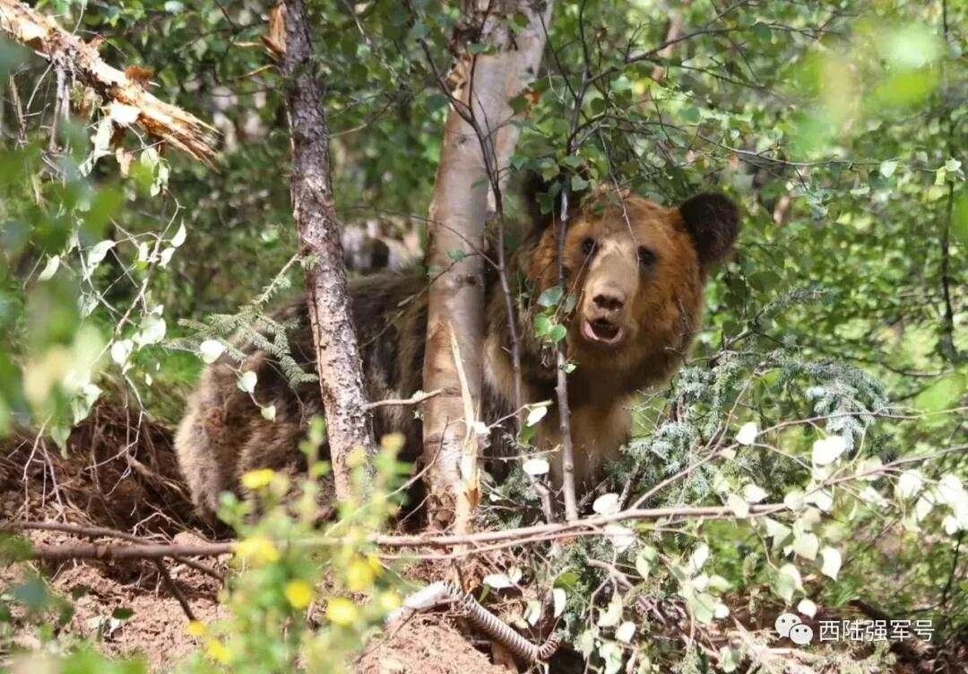 高原腹地，驻训官兵邂逅大棕熊