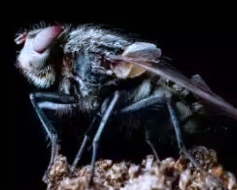 苍蝇为啥难打？因为走位中运用了高等数学