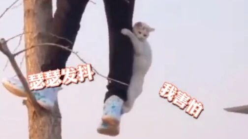 弱小无助可怜！猫咪被困树上紧抱施救者大腿不撤爪