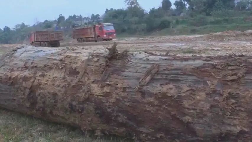 四川河道清淤挖出千年乌木 长约13米