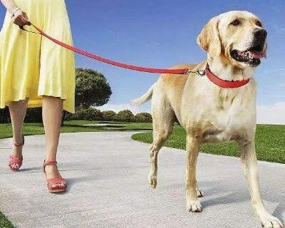 养狗人士请注意！这些情形下的纠纷 你可能要担责