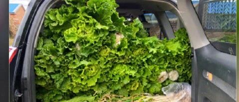 这些大白菜，太难忘了！