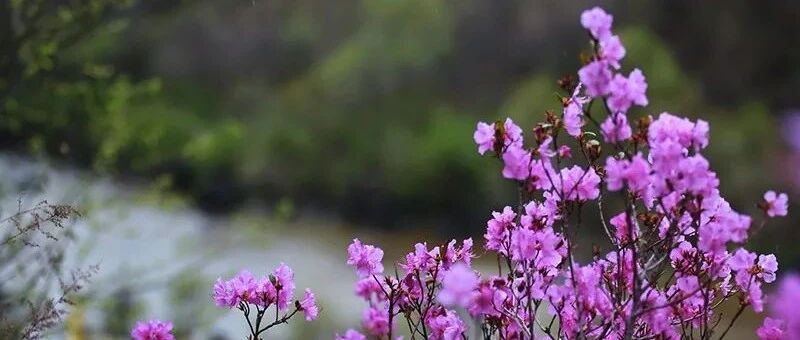 当心违法！你买的，可能是国家二级保护植物！