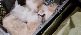 这门“带血生意”何时休?!