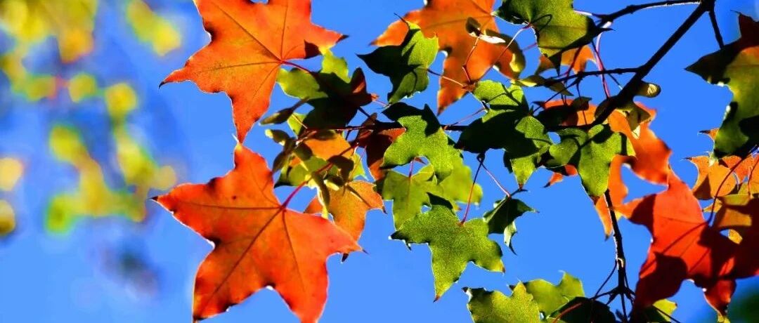 今日霜降！一转眼，秋天就要过去了……