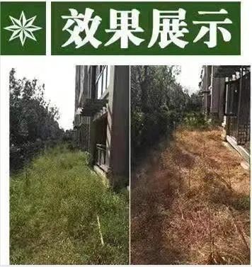野老除草剂有效时间多长_野老除草剂_老草除草剂