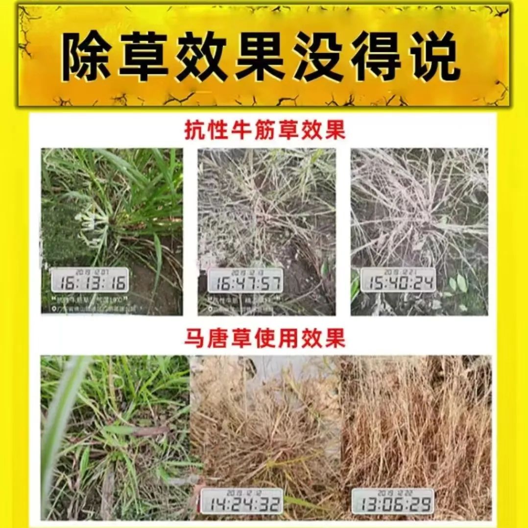 野老除草剂有效时间多长_老草除草剂_野老除草剂
