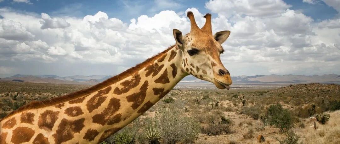 芒格：单一思考模式是很多投资灾难的源头