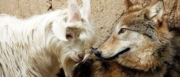 十张图读懂狼性员工和羊性员工的区别！(经典)