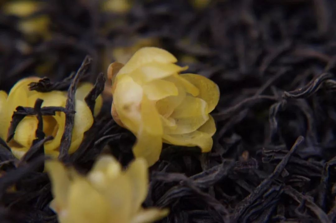 非遗大师监制的梅花小种红茶，细品清幽梅花香