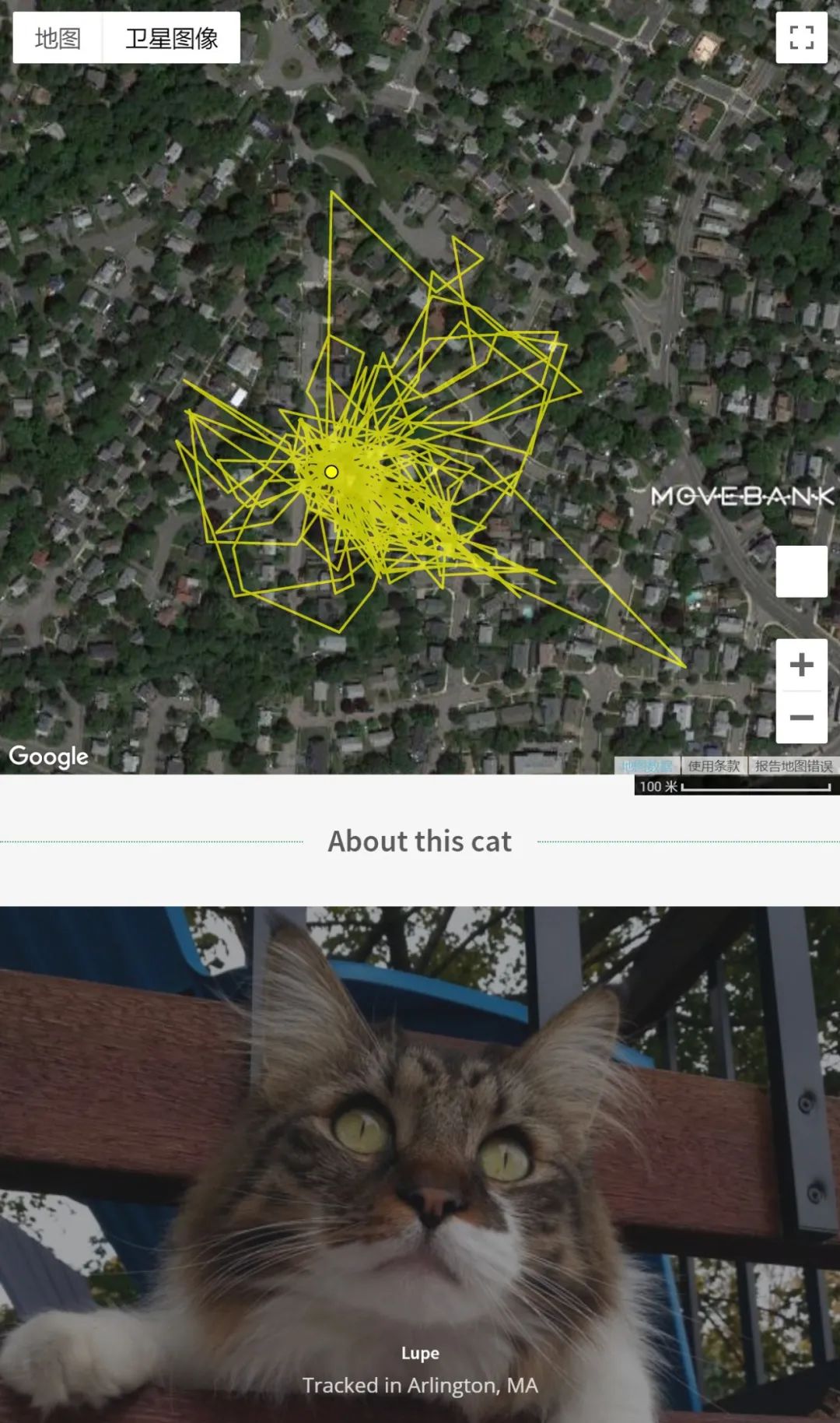 追蹤1000隻家貓的神秘遊蕩 寵物 第7張