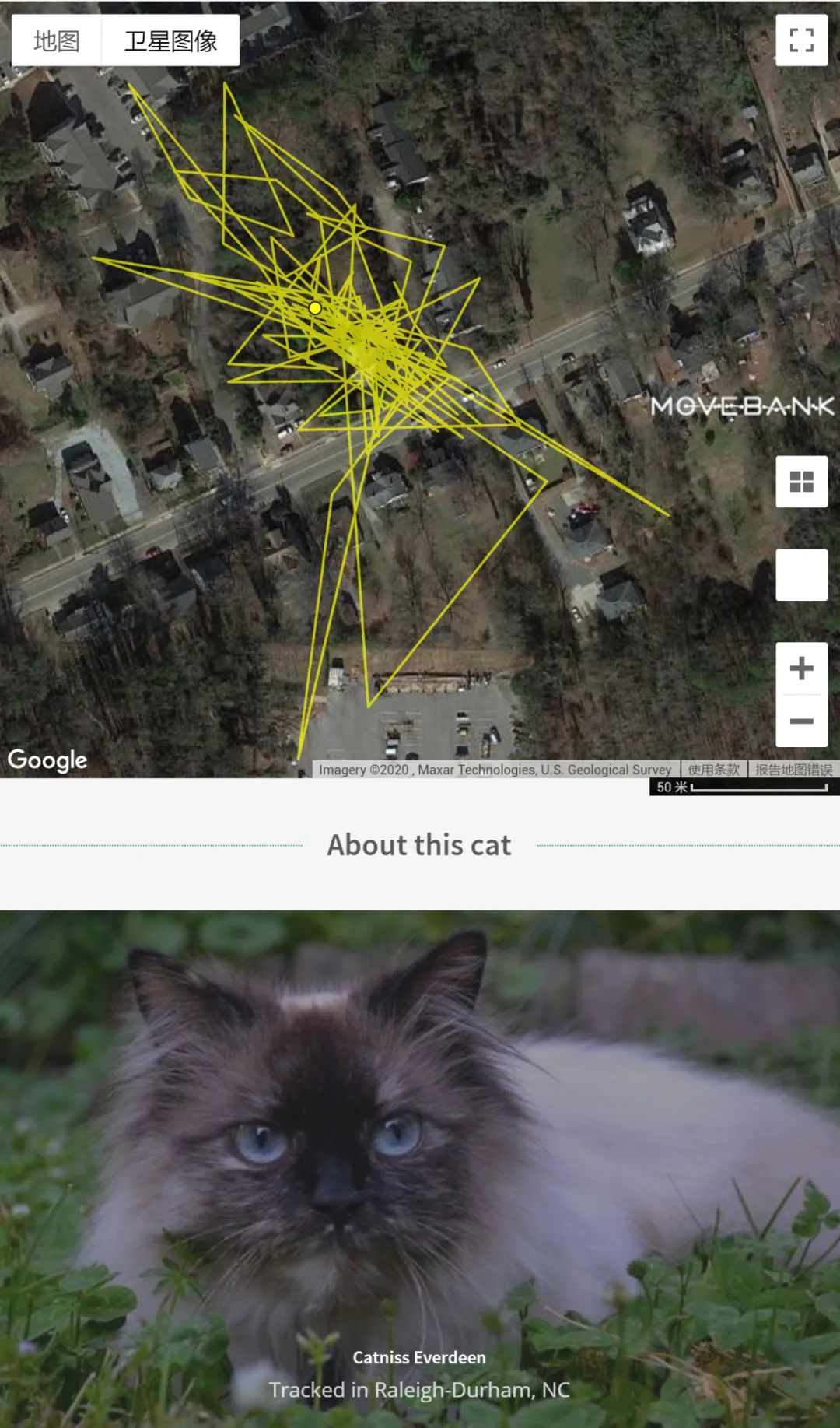 追蹤1000隻家貓的神秘遊蕩 寵物 第5張