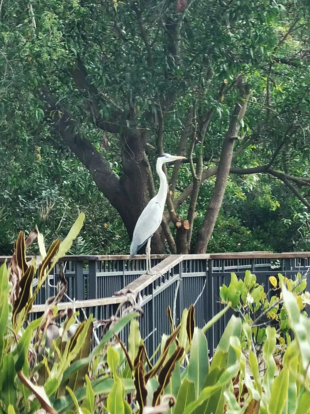 深圳红树林观鸟长廊上线