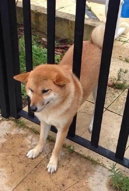 柴柴和二哈 你俩到底啥关系 萌宠 训练养宠技巧 宠物用品 微信头条新闻公众号文章收集网