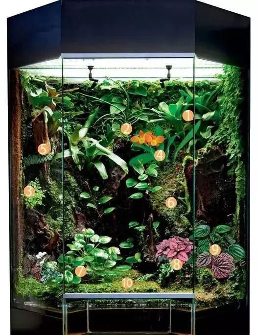 本色水景 雨林缸常用植物介绍 本色水景 微信公众号文章阅读 Wemp