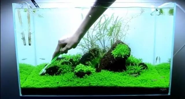 老板 我缸里的水草已经1米高了 浙江凤起花鸟城 微信公众号文章阅读 Wemp