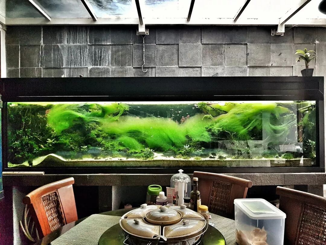 滚蛋吧 各 种 藻 疯狂水草 微信公众号文章阅读 Wemp