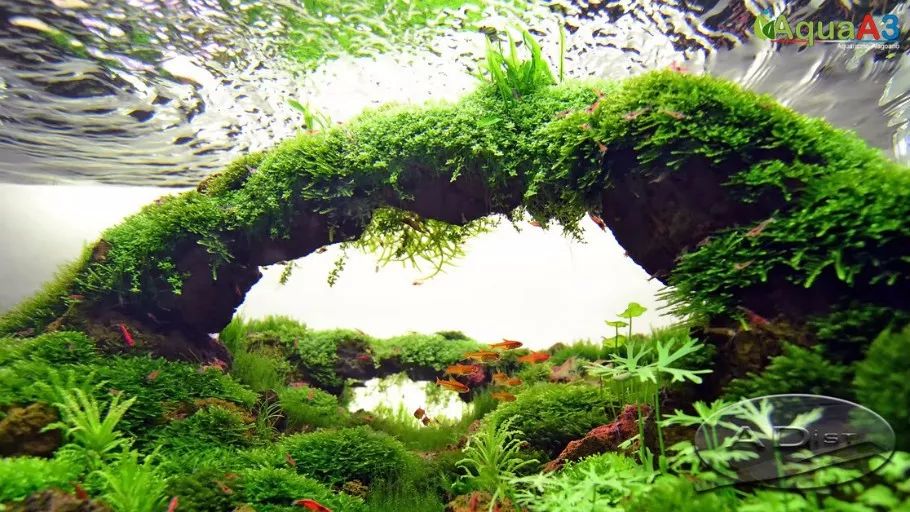 鱼缸造景教程_90孔雀鱼缸造景_鱼缸造景懒人草