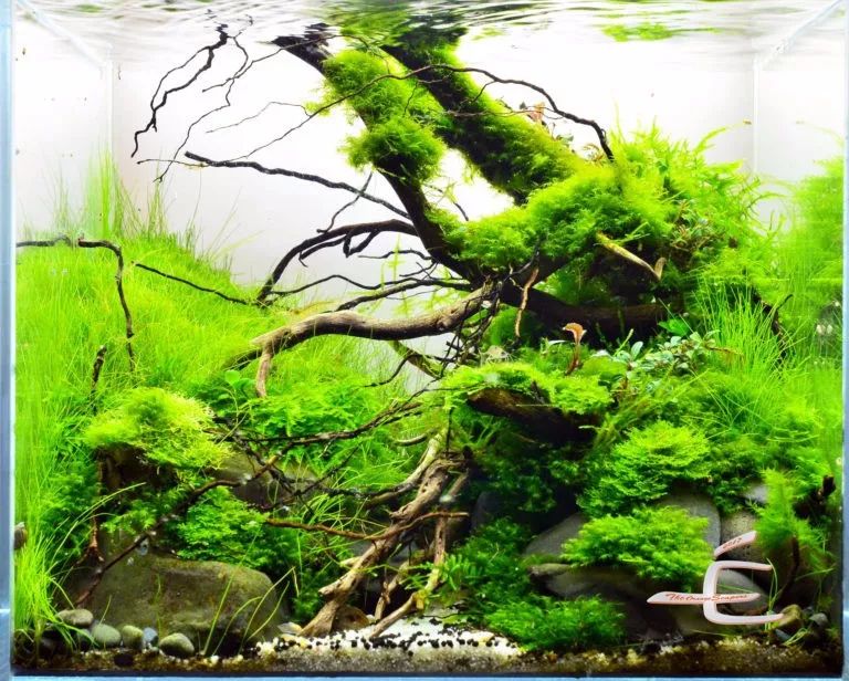 90孔雀鱼缸造景_鱼缸造景教程_鱼缸造景懒人草