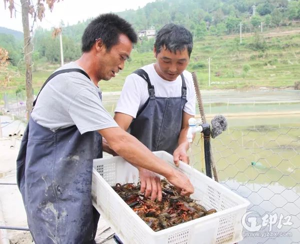 致富经龙虾养殖视频全集_龙虾致富经_致富经小龙虾