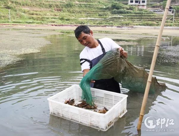 致富经龙虾养殖视频全集_致富经小龙虾_龙虾致富经