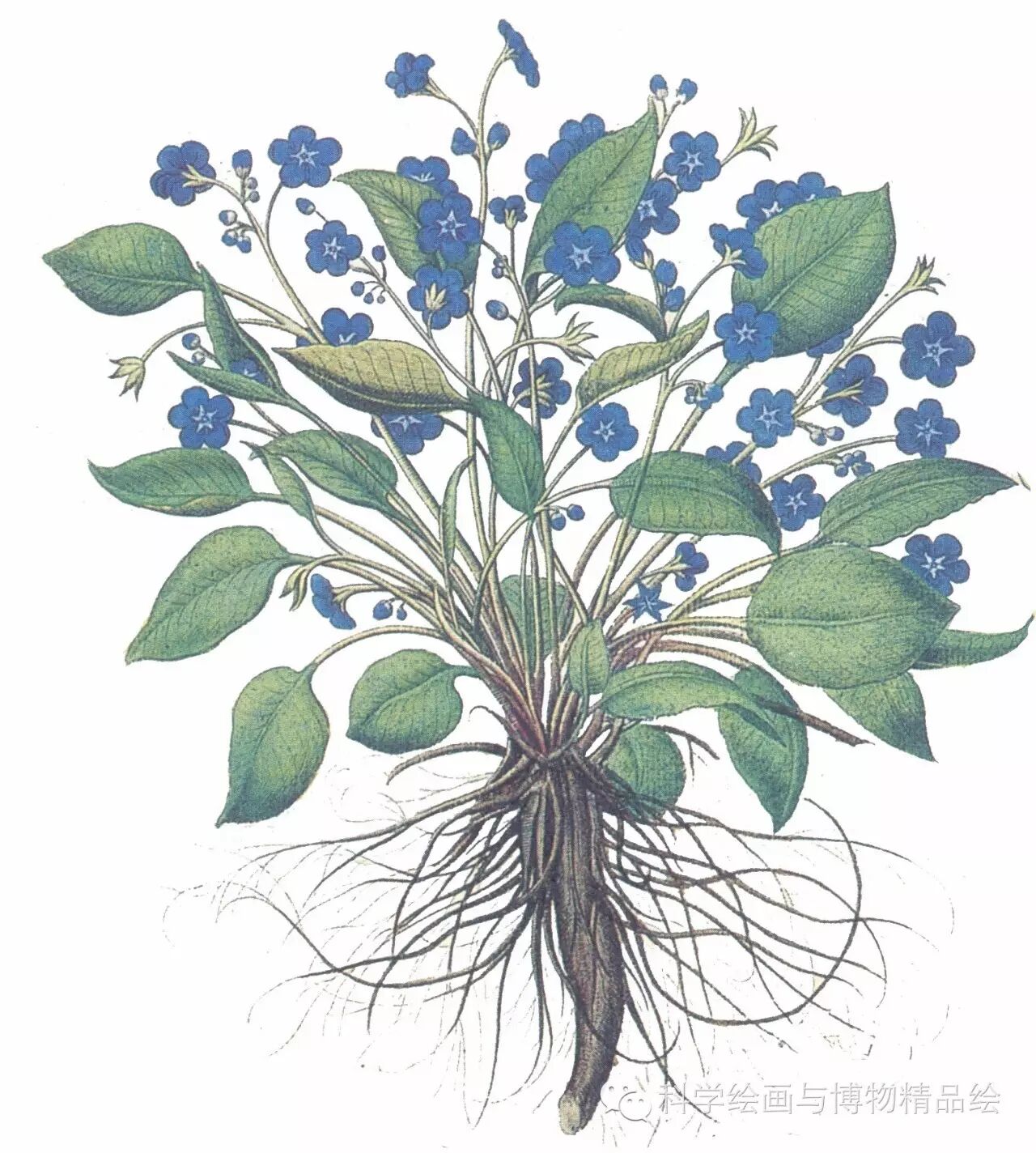 螺状聚伞花序绘画方法图例