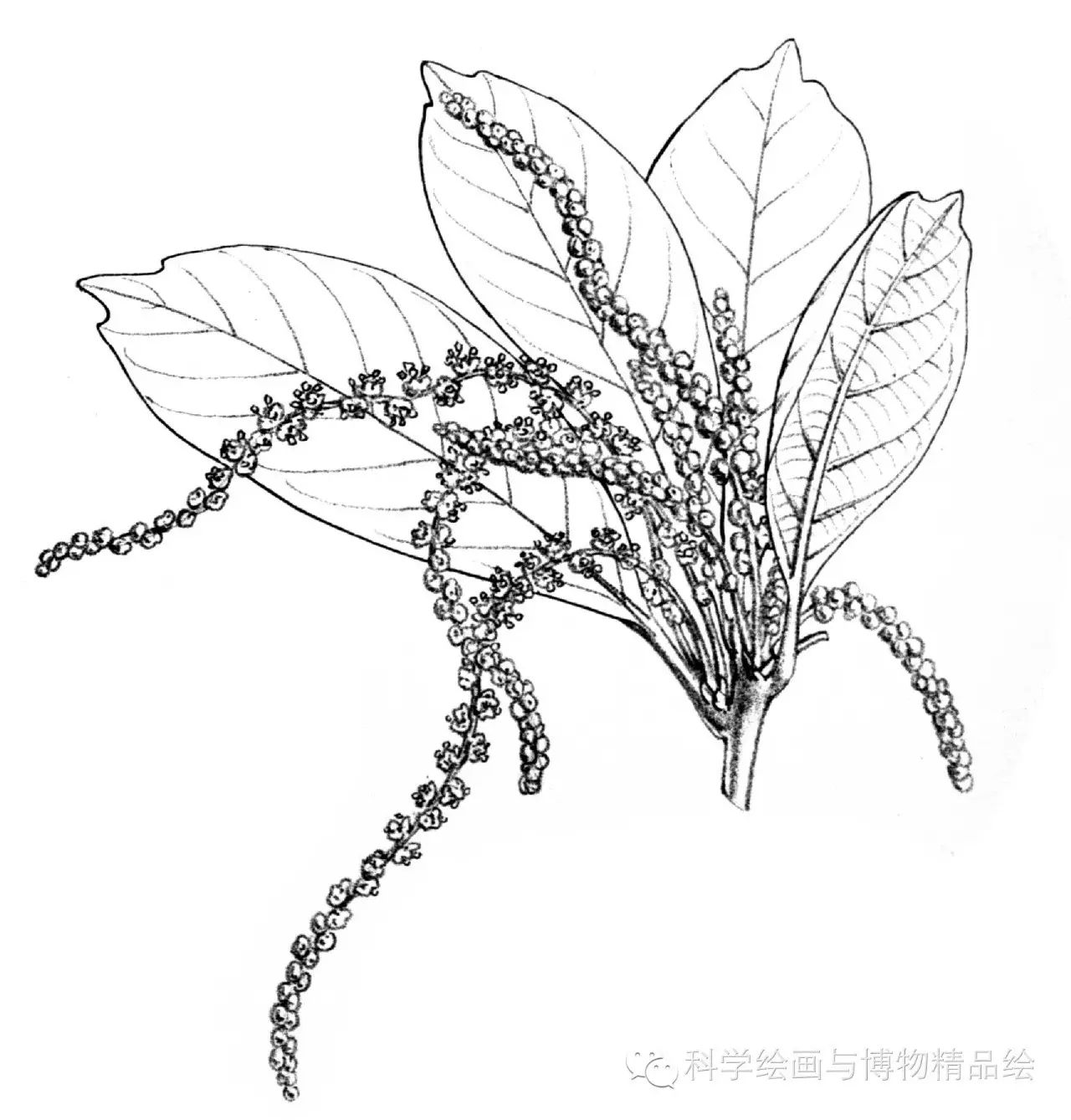 植物科学绘画之花序的绘画方法