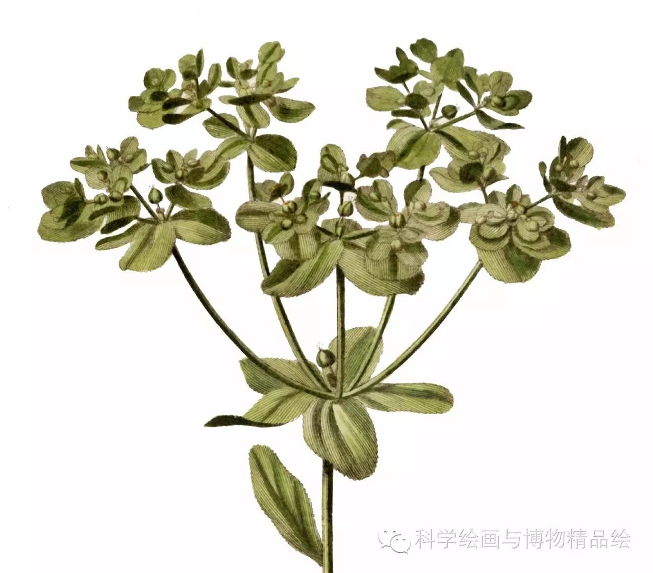 植物科学绘画之花序的绘画方法