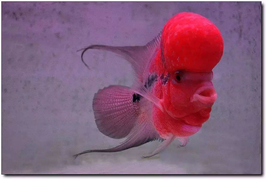 罗汉鱼眼睛发黑_罗汉鱼眼睛会变色吗_罗汉鱼眼睛变黑