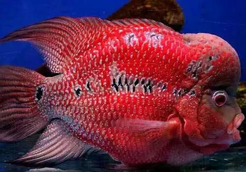 罗汉鱼眼睛发黑_罗汉鱼眼睛变黑_罗汉鱼眼睛会变色吗