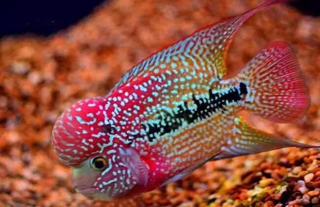 罗汉鱼眼睛会变色吗_罗汉鱼眼睛发黑_罗汉鱼眼睛变黑