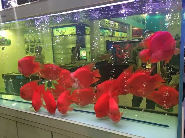 红鹦鹉鱼养护技巧_白迷你鹦鹉鱼变色_鹦鹉鱼保持红润方法