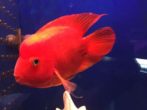 红鹦鹉鱼养护技巧_鹦鹉鱼保持红润方法_白迷你鹦鹉鱼变色