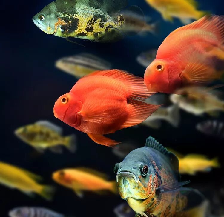 鹦鹉鱼可以和什么鱼混养呢? - 鲷鱼侠