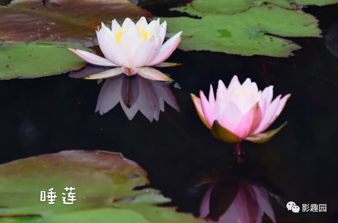 初夏聆听睡莲花开 影趣园 微信公众号文章阅读 Wemp
