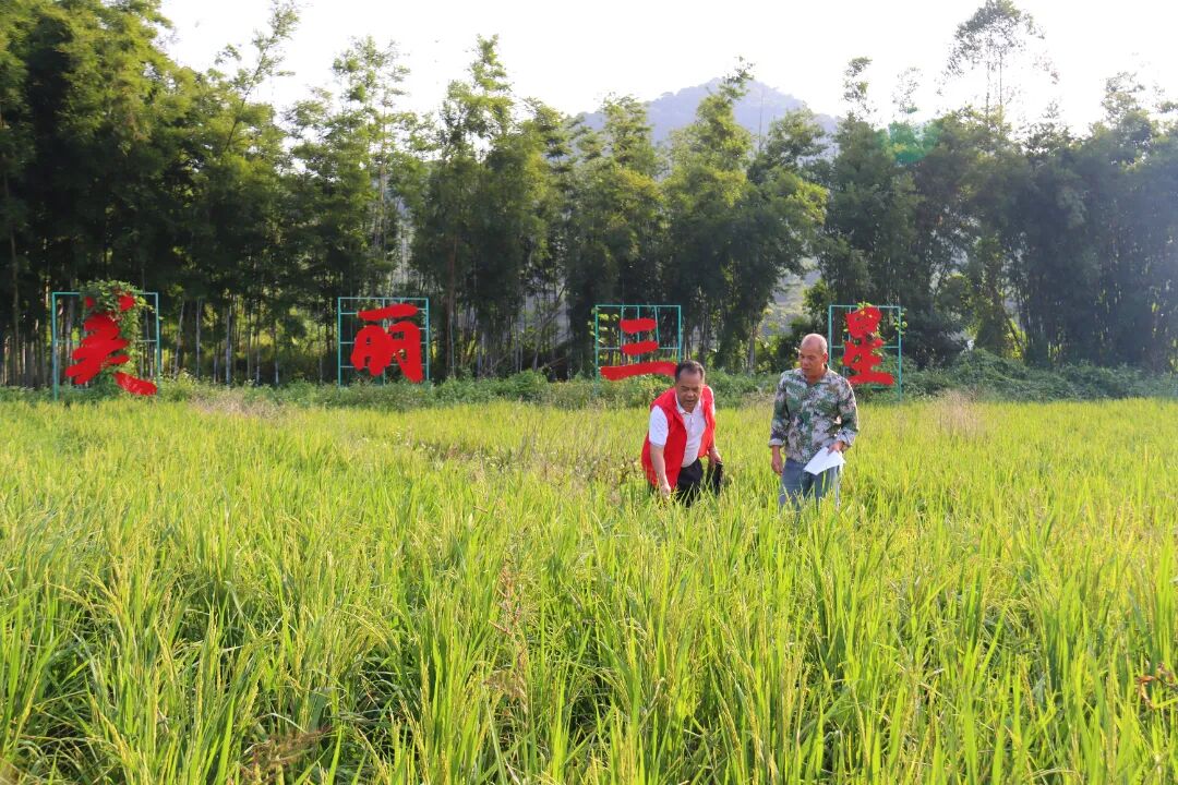 中新镇农产品质量安全员到三星村开展“华墨香”黑米生长情况与病虫害调查，指导农户做好水肥管理、科学安全用药防治病虫害