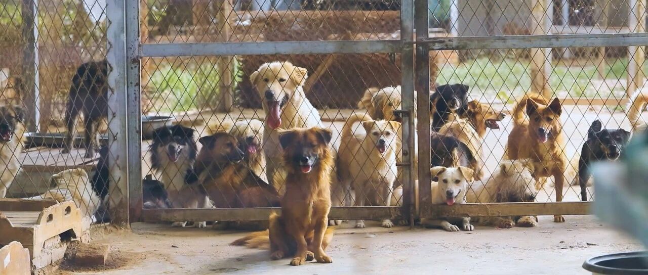 世界动物日特辑3 | “它们的名字”