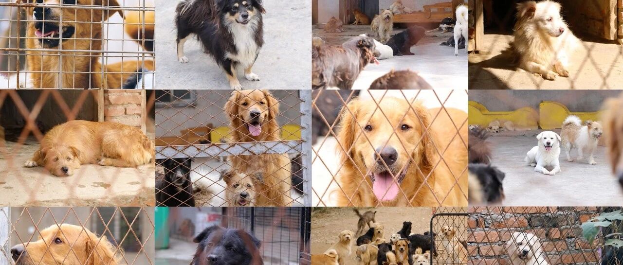 世界动物日特辑4 | “给它多一点儿‘宠’爱”