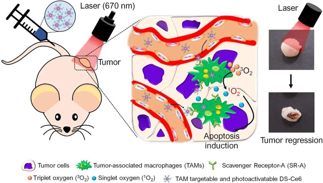 基于葡聚糖硫酸鹽納米光敏劑靶向腫瘤相關巨噬細胞的光動力抗癌療法