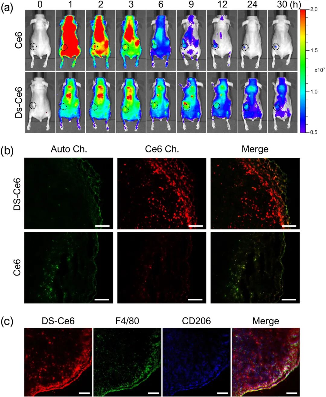 基于葡聚糖硫酸鹽納米光敏劑靶向腫瘤相關巨噬細胞的光動力抗癌療法