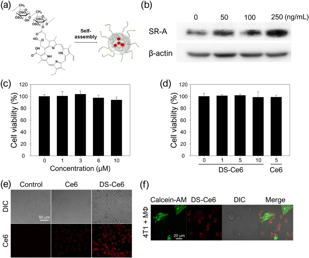 基于葡聚糖硫酸鹽納米光敏劑靶向腫瘤相關巨噬細胞的光動力抗癌療法