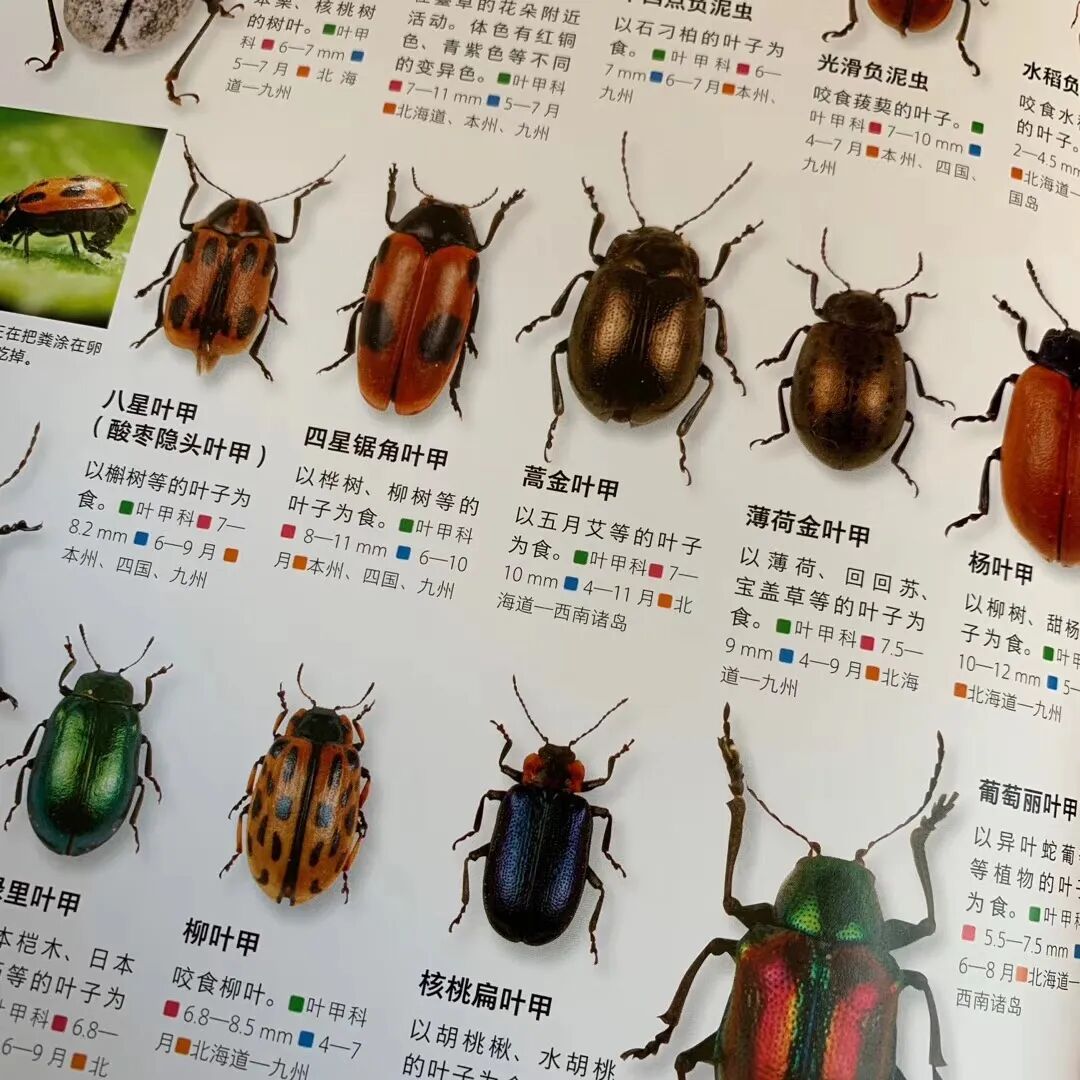 涨知识 收录10种昆虫的宝典 Rlyl的自然世界 微信公众号文章阅读 Wemp