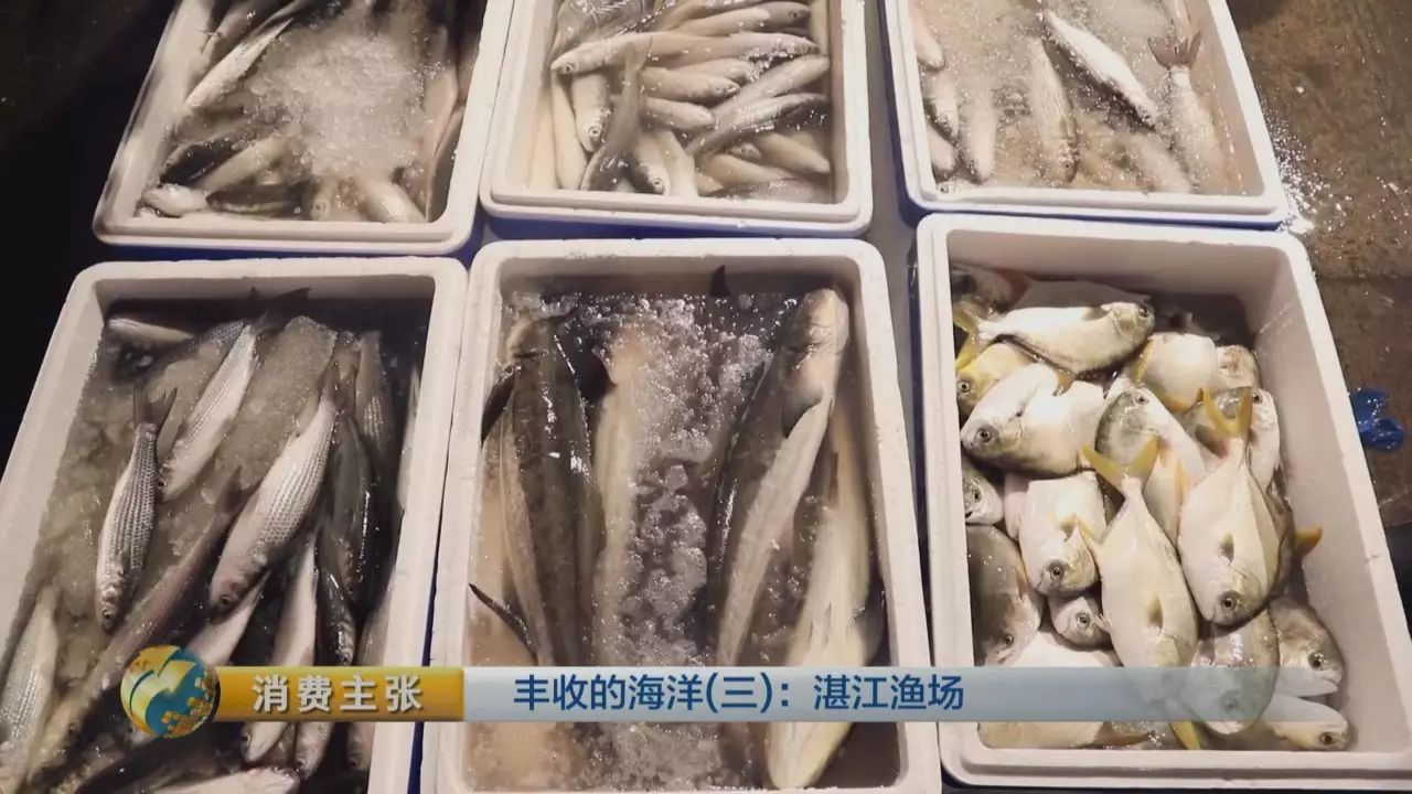 南海開漁 有着 中國對蝦之都 美譽的湛江還會收穫哪些海鮮 消費主張 微文庫