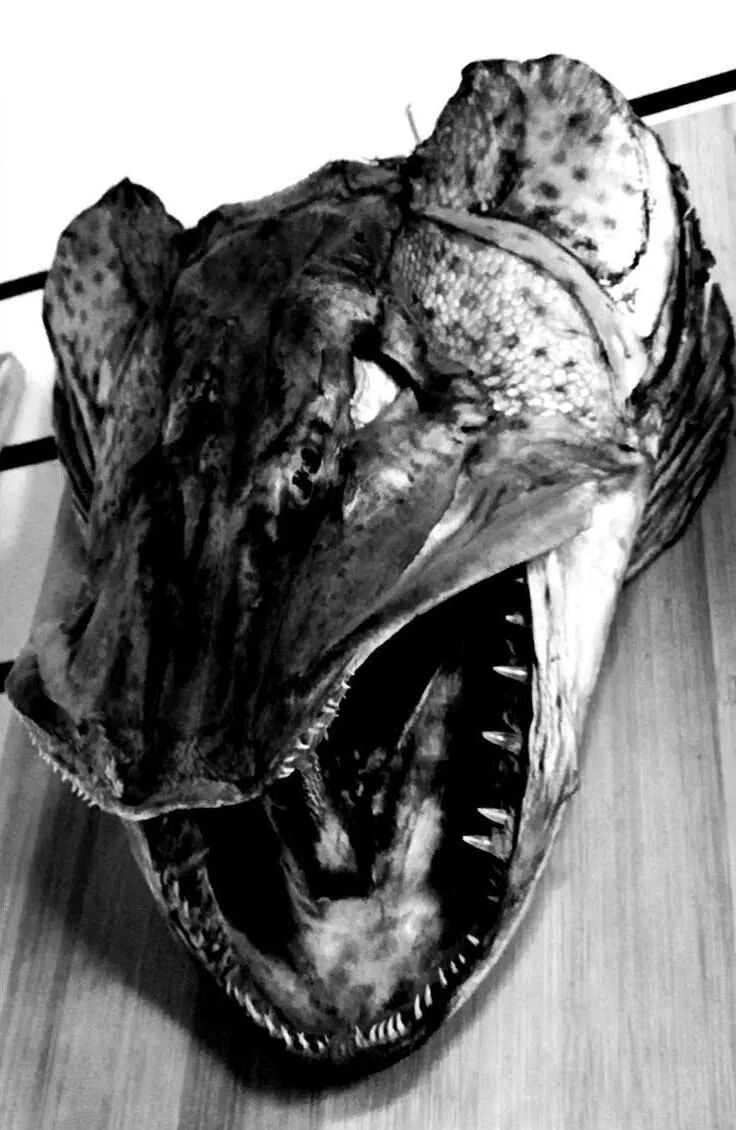 海老游记 蒙古草原钓 狼 记 一 光威鱼竿天猫旗舰店