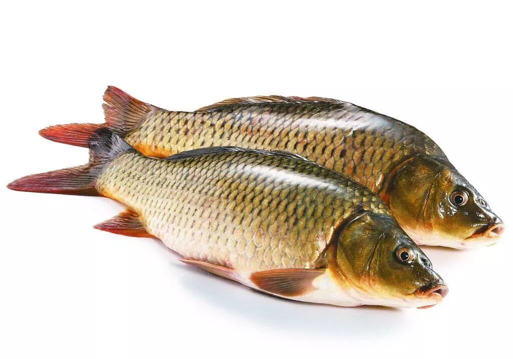 光威,光威小课堂|鲤鱼篇(上) - 光威官方旗舰店