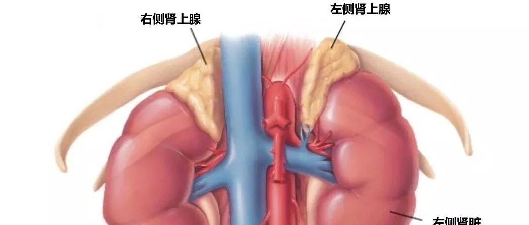 ​体检发现肾上腺意外瘤，我该怎么办？