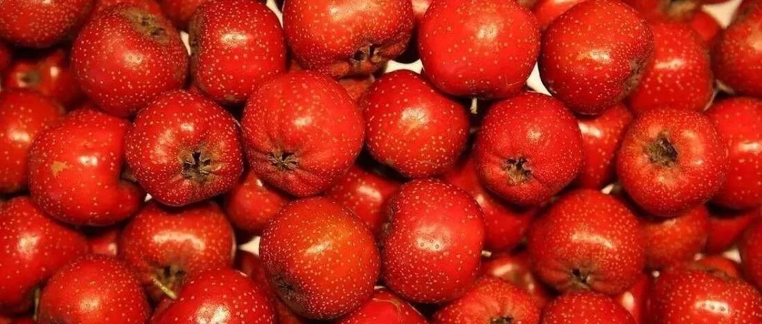 这种水果一点不甜，但含糖量非常高